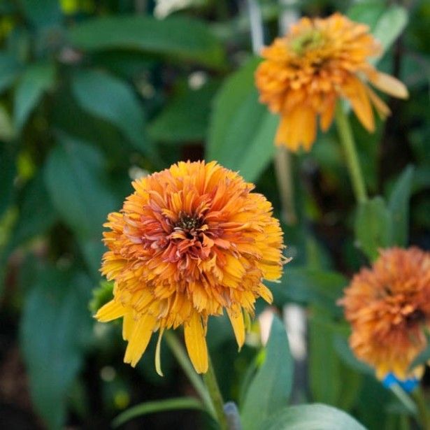 Echinacea purpurea marmalade